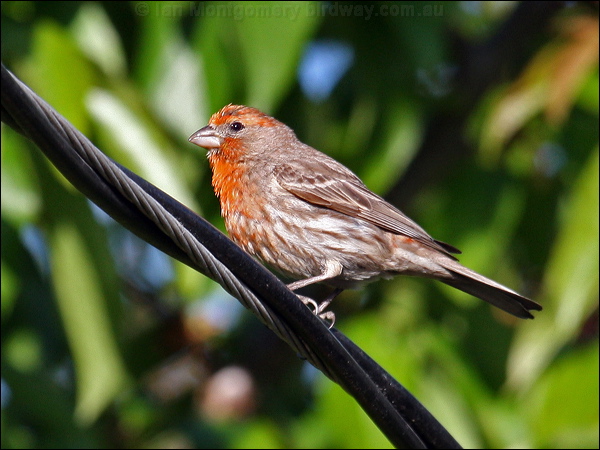 House Finch house_finch_65923.jpg