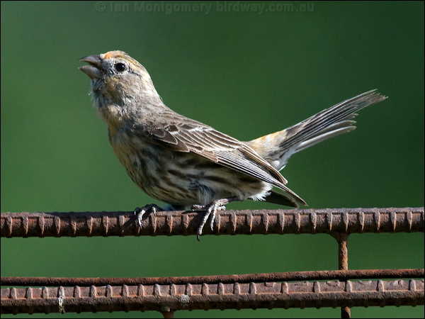 House Finch house_finch_66719.psd