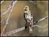 lesser_goldfinch_109156