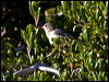 lesser_goldfinch_66799