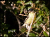 lesser_goldfinch_66807