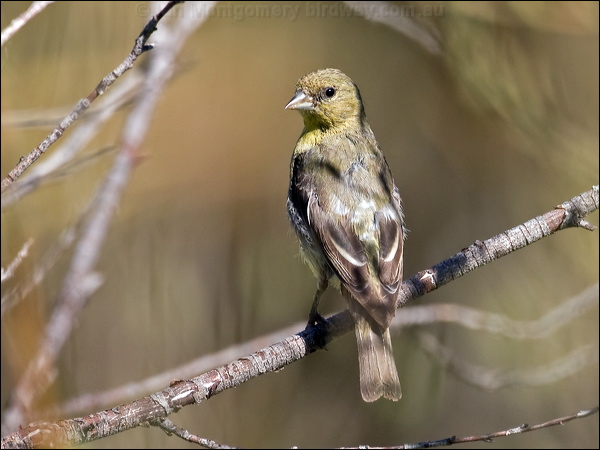 Lesser Goldfinch lesser_goldfinch_109156.psd