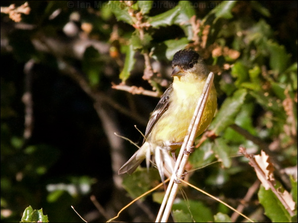 Lesser Goldfinch lesser_goldfinch_66807.psd