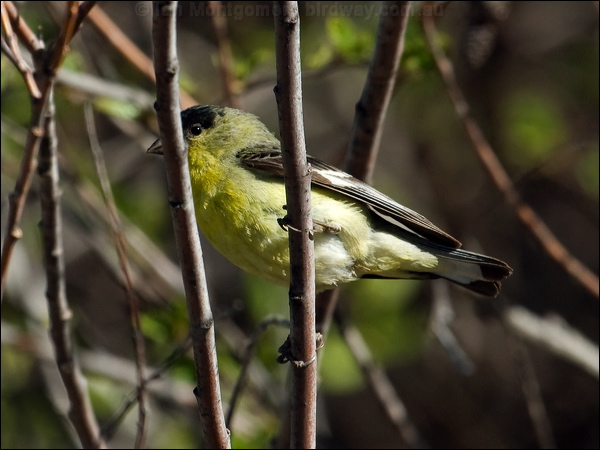 Lesser Goldfinch lesser_goldfinch_66941.psd
