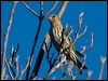 pine_siskin_67175