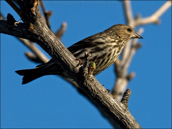 Pine Siskin pine_siskin_67121.psd