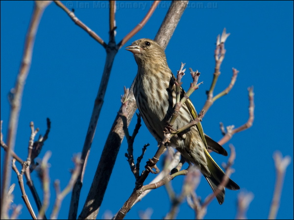 Pine Siskin pine_siskin_67175.psd