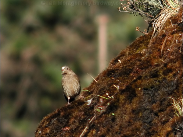 Plain Mountain Finch plain_mountain_finch_17314.psd