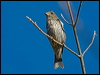 Click here to enter gallery and see photos/pictures/images of Purple Finch