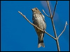 purple_finch_108127