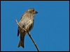 purple_finch_108131