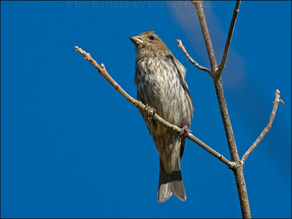 Purple Finch purple_finch_108127.psd
