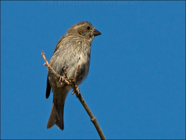 Purple Finch purple_finch_108131.psd