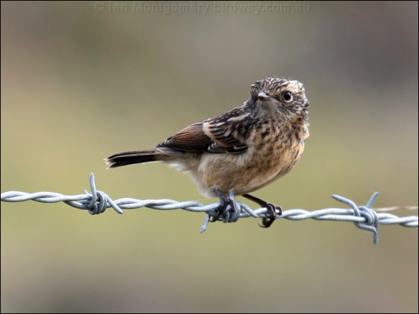 Twite twite_52005.psd