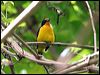 violaceous_euphonia_23309