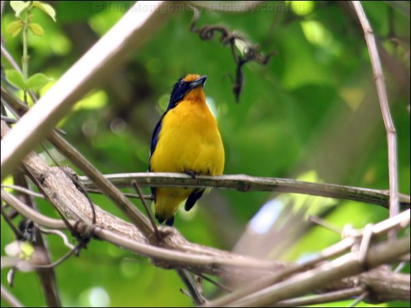 Violaceous Euphonia violaceous_euphonia_23309.psd