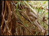 chotoy_spinetail_206130