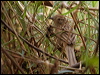 chotoy_spinetail_206136