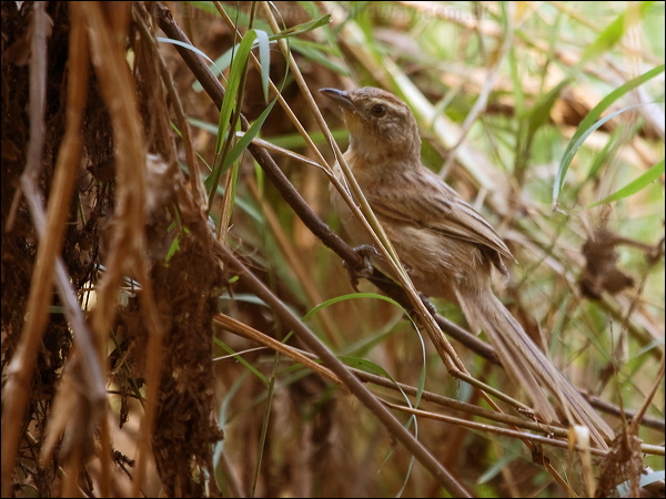 Chotoy Spinetail chotoy_spinetail_206130.psd
