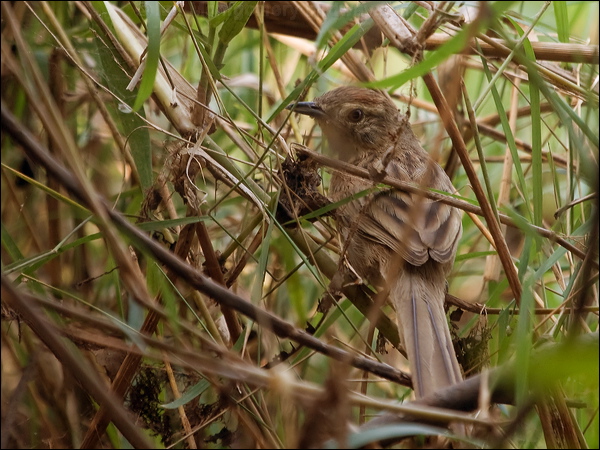 Chotoy Spinetail chotoy_spinetail_206136.psd