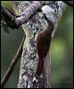 cocoa_woodcreeper_23924