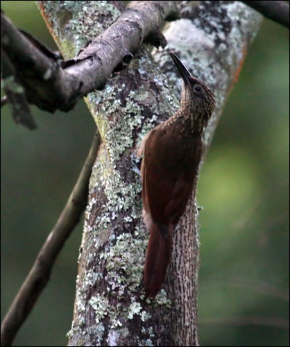 Cocoa Woodcreeper cocoa_woodcreeper_23924.psd