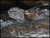 Clickable thumbnail to enter photo gallery of Dark-bellied Cinclodes