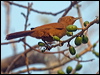 Clickable thumbnail to enter photo gallery of Grey-crested Cacholote