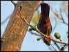 greycrest_cacholote_206243