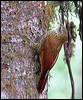 montane_woodcreeper_24488