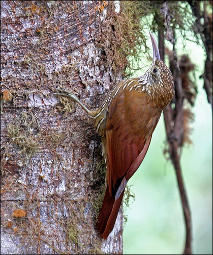 Montane Woodcreeper montane_woodcreeper_24488.psd