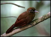 p_brown_woodcreeper_23247