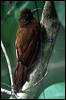 p_brown_woodcreeper_23261