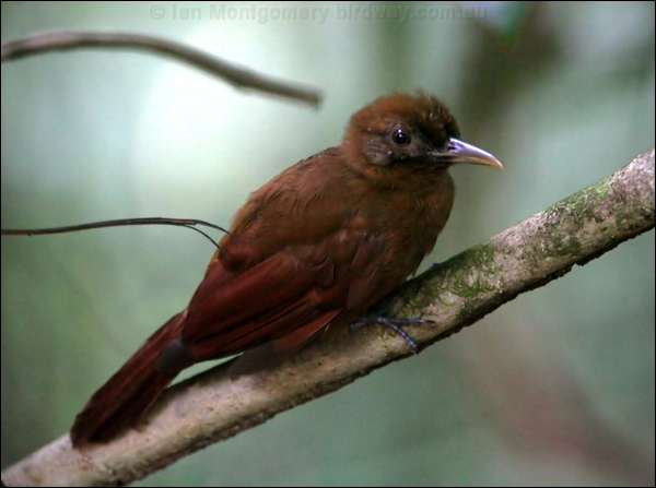 Plain Brown Woodcreeper p_brown_woodcreeper_23247.psd