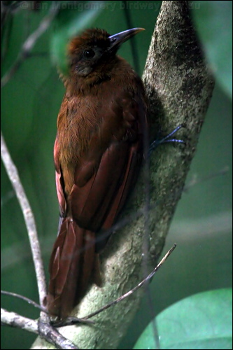 Plain Brown Woodcreeper p_brown_woodcreeper_23261.psd