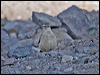 rufous_band_miner_207597