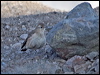 Clickable thumbnail to enter photo gallery of Rufous-banded Miner