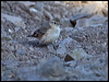 rufous_band_miner_207603