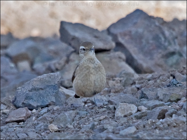 Rufous-banded Miner rufous_band_miner_207597.psd