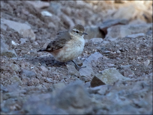 Rufous-banded Miner rufous_band_miner_207603.psd