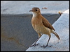 rufous_hornero_202504