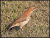 Click here to enter gallery and see photos/pictures/images of Rufous Hornero