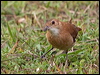 rufous_hornero_204595