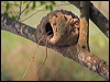rufous_hornero_206003