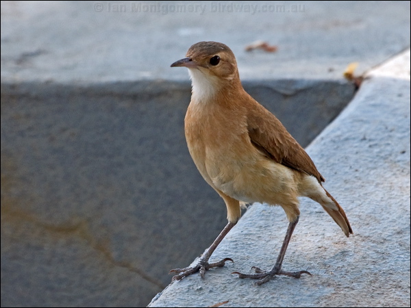 Rufous Hornero rufous_hornero_202504.psd