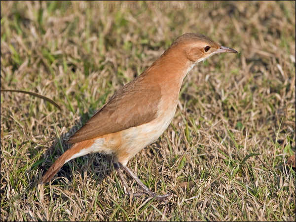 Rufous Hornero rufous_hornero_202539.psd