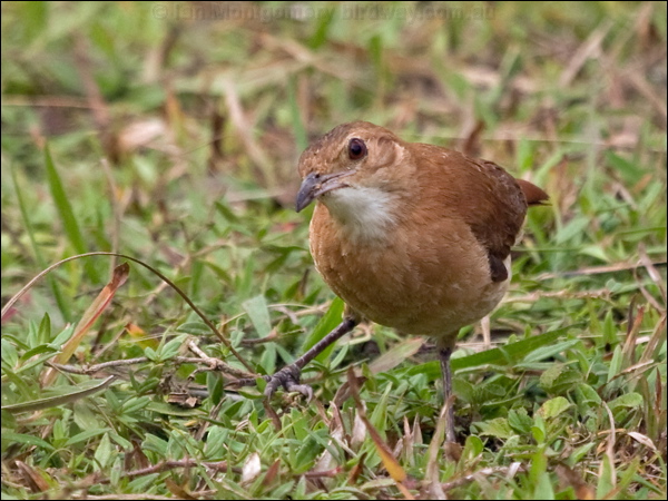 Rufous Hornero rufous_hornero_204595.psd