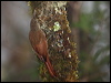 spotcrn_woodcreeper_112018