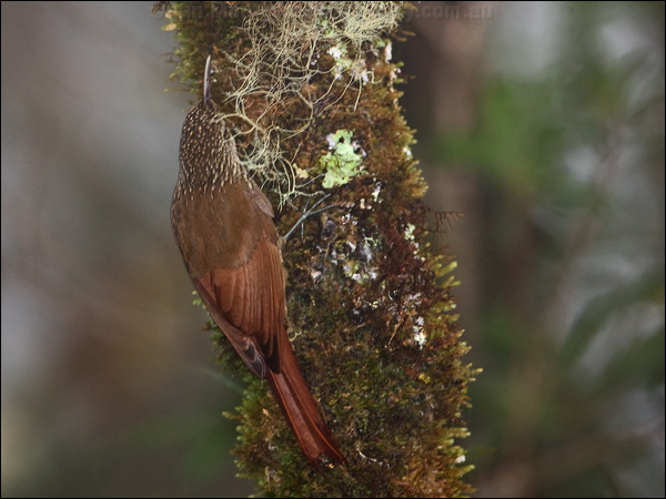 Spot-crowned Woodcreeper spotcrn_woodcreeper_112018.psd