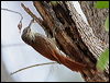 strhead_woodcreeper_27796